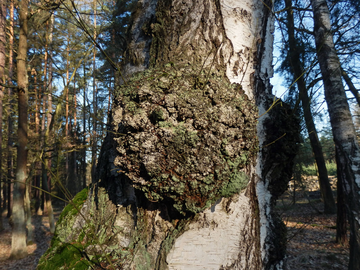 Nádor na bříze bělokoré (Betula pendula Roth) (45c)