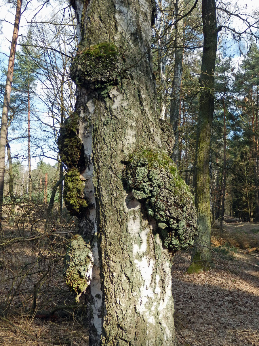 Nádor na bříze bělokoré (Betula pendula Roth) (45d)