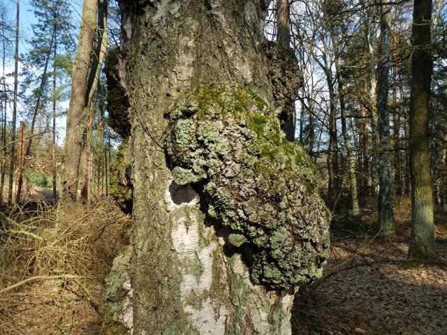 Nádor na bříze bělokoré (Betula pendula Roth) (45e)