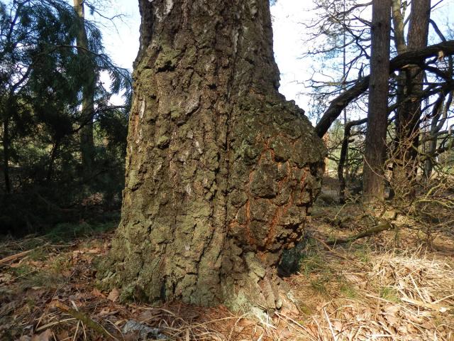 Nádor na bříze bělokoré (Betula pendula Roth) (46c)