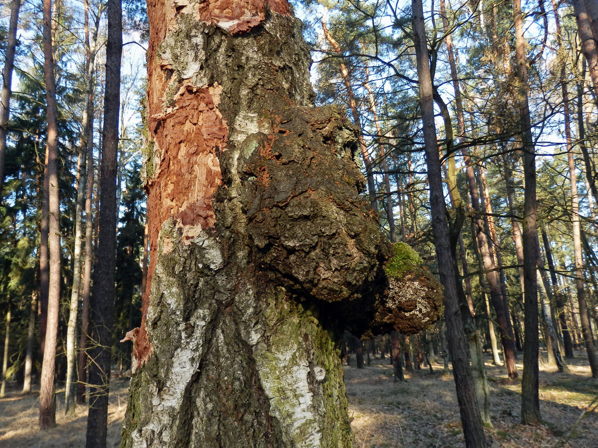 Nádor na bříze bělokoré (Betula pendula Roth) (47)