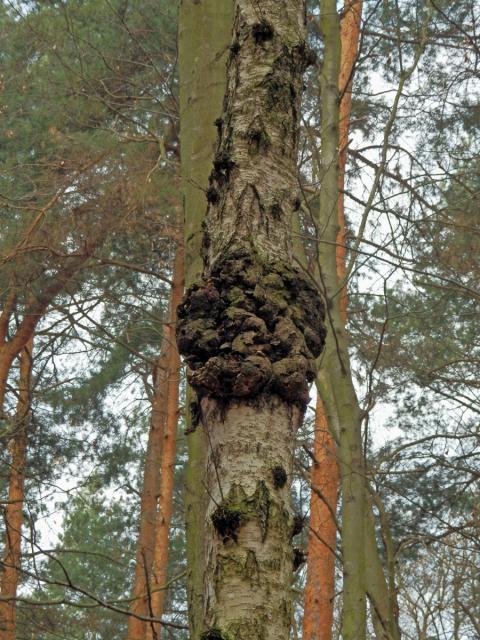 Nádor na bříze bělokoré (Betula pendula Roth) (48)