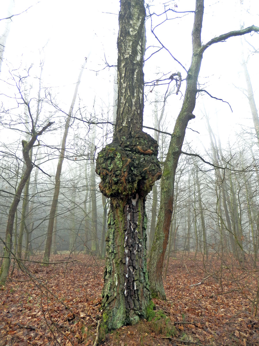 Nádor na bříze bělokoré (Betula pendula Roth) (50a)