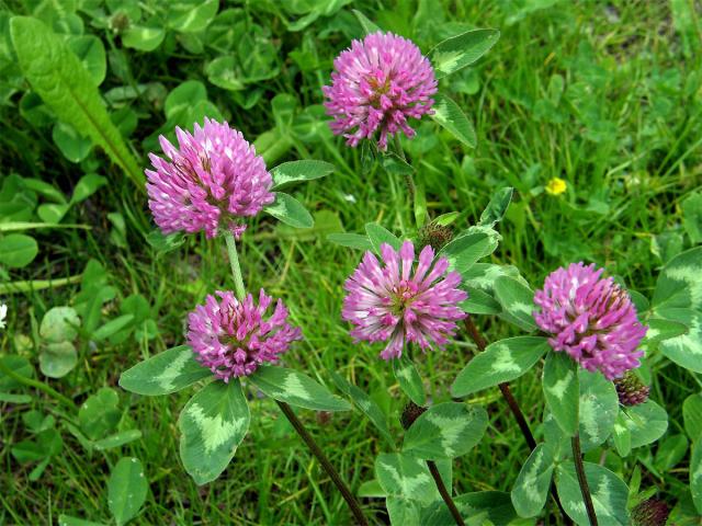 Jetel luční (Trifolium pratense L.)