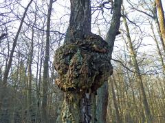 Nádor na bříze bělokoré (Betula pendula Roth) (50b)