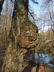 Nádor na bříze bělokoré (Betula pendula Roth) (50c)