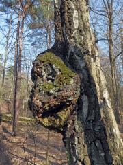 Nádor na bříze bělokoré (Betula pendula Roth) (50d)