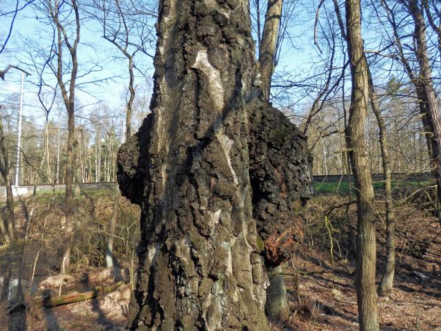 Nádor na bříze bělokoré (Betula pendula Roth) (50e)