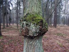 Nádor na dubu letním (Quercus robur L.) (23)