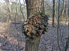 Nádor na dubu letním (Quercus robur L.) (25)