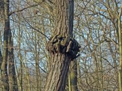Nádor na dubu letním (Quercus robur L.) (27a)