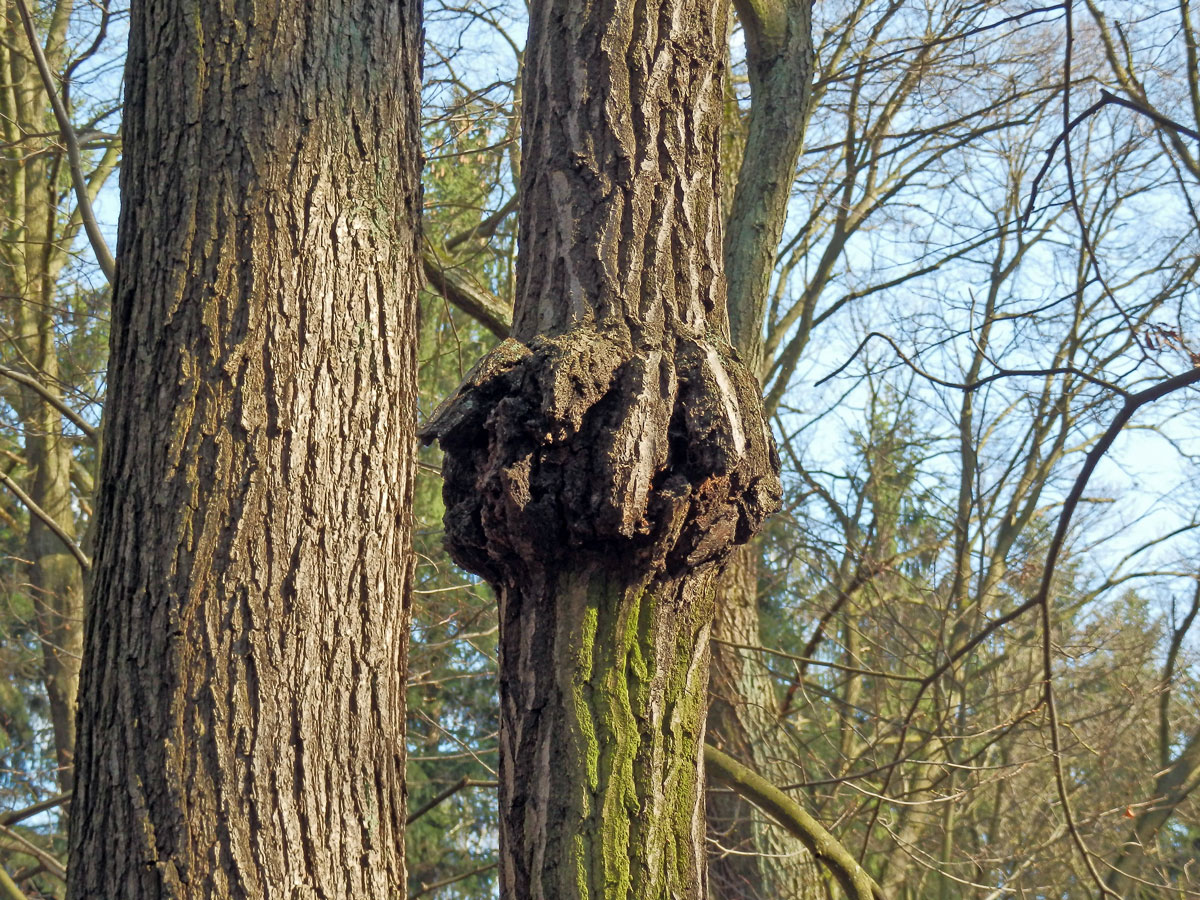 Nádor na dubu letním (Quercus robur L.) (27c)