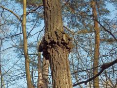 Nádor na dubu letním (Quercus robur L.) (27d)