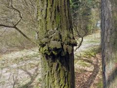 Nádor na dubu letním (Quercus robur L.) (28)