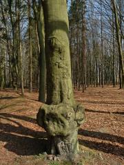 Nádor na buku lesním (Fagus sylvatica L.) (20a)