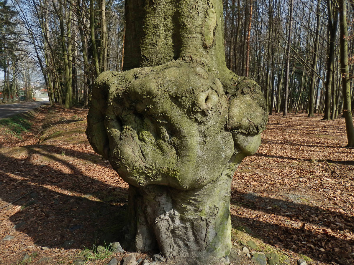 Nádor na buku lesním (Fagus sylvatica L.) (20b)