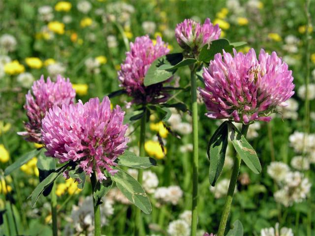 Jetel luční (Trifolium pratense L.)