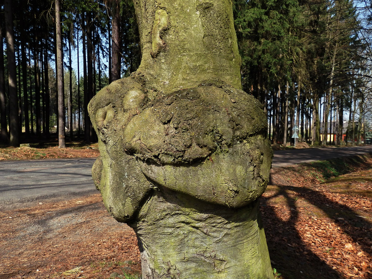 Nádor na buku lesním (Fagus sylvatica L.) (20d)