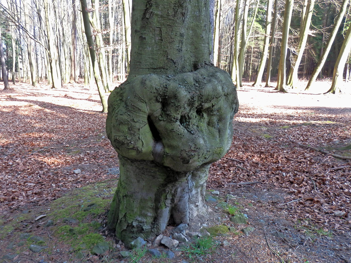 Nádor na buku lesním (Fagus sylvatica L.) (20e)