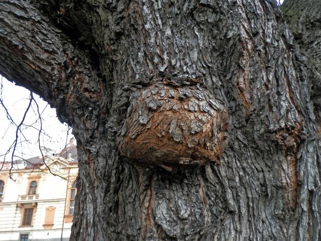 Javor stříbrný (Acer saccharinum L.) s nádorem na kmeni (35)