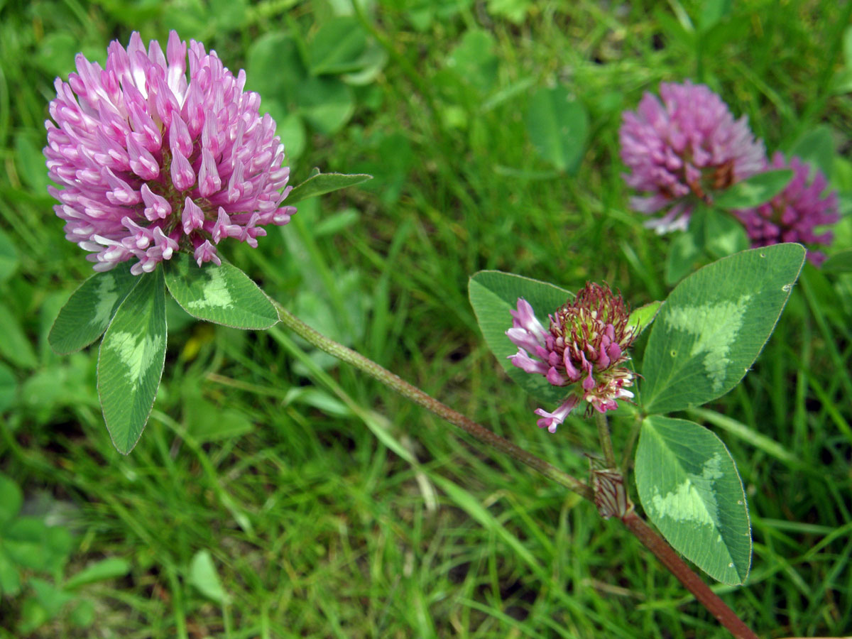 Jetel luční (Trifolium pratense L.)