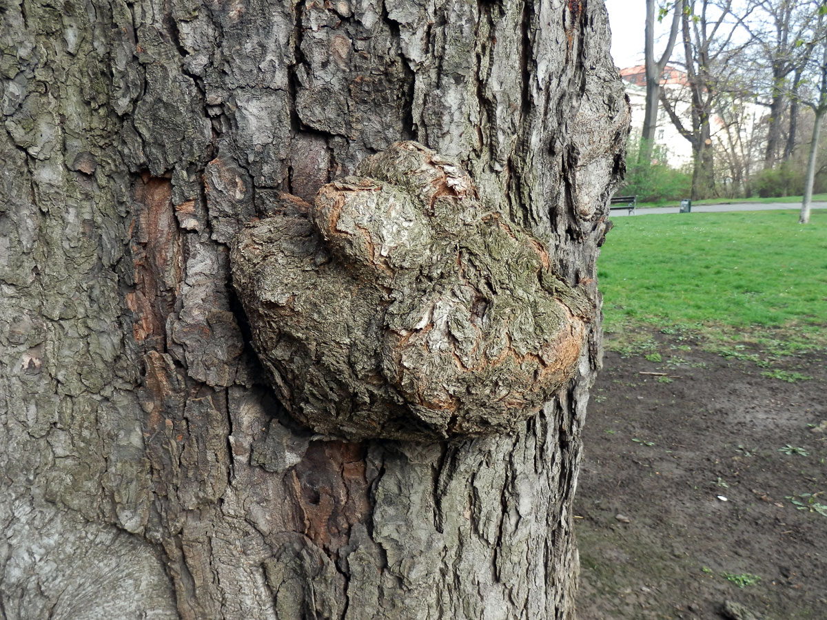 Jírovec maďal (Aesculus hippocastanum L.) (4b) s tumory na kmeni