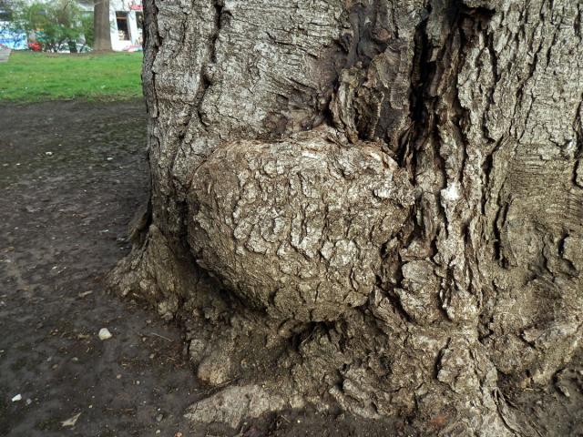 Jírovec maďal (Aesculus hippocastanum L.) (4c) s tumory na kmeni