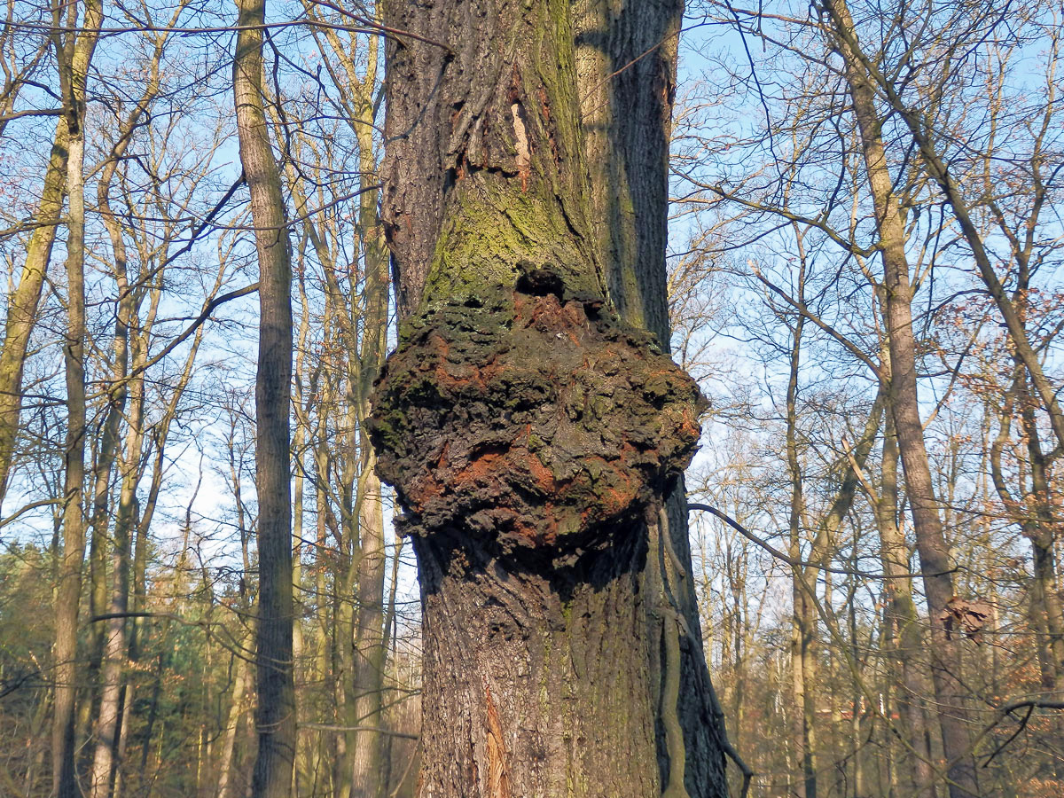 Lípa velkolistá (Tilia platyphyllos Scop.) (24) s nádorem na kmeni