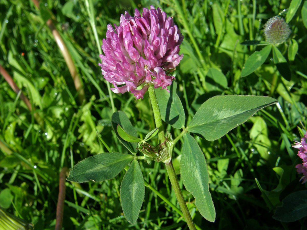 Jetel luční (Trifolium pratense L.)