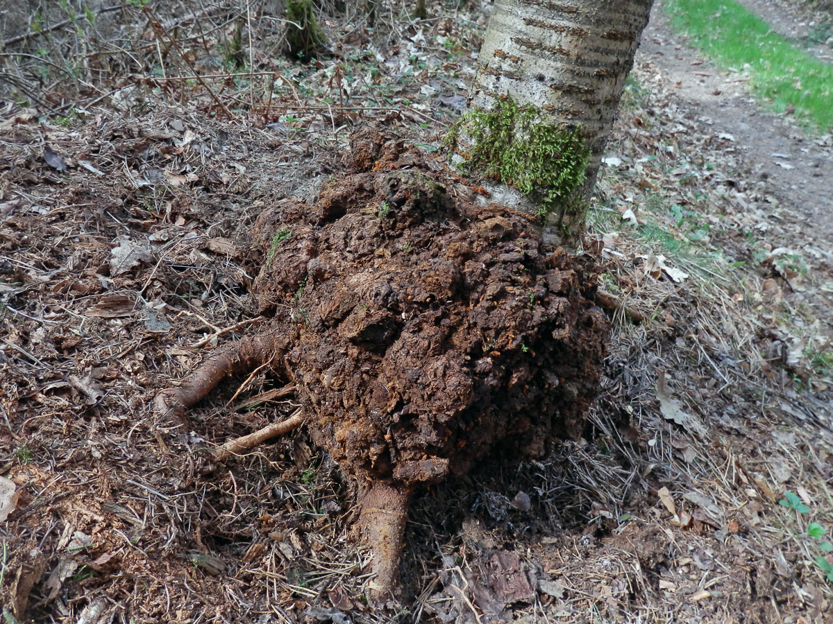 Třešeň ptačí (Prunus avium (L.) L.) (25a) s nádorem na kmeni