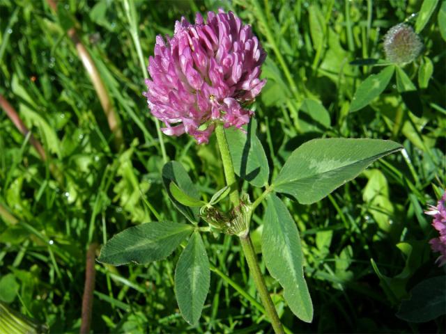 Jetel luční (Trifolium pratense L.)