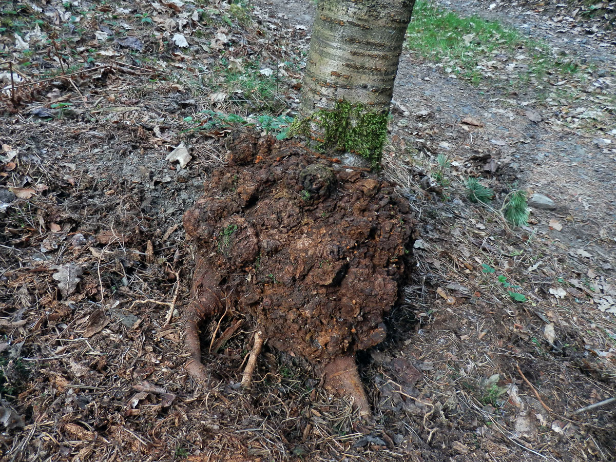 Třešeň ptačí (Prunus avium (L.) L.) (25b) s nádorem na kmeni