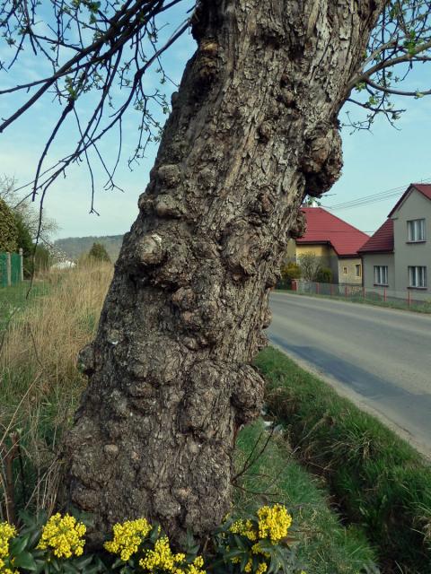 Jabloň domácí (Malvus domestica Borkh.) s četnými tumory na kmeni (1b)