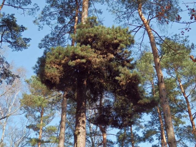 Čarověník na borovici lesní (Pinus sylvestris L.) (12a)