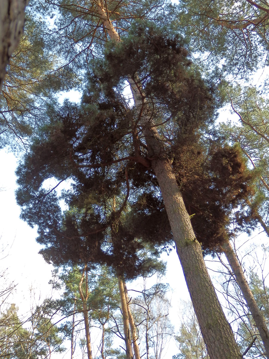 Čarověník na borovici lesní (Pinus sylvestris L.) (12b)