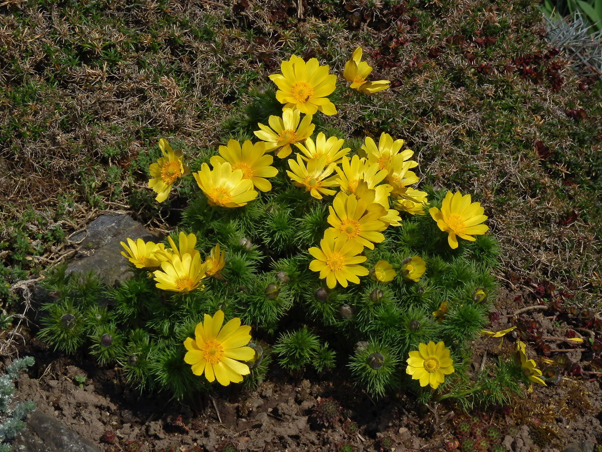 Hlaváček jarní (Adonis vernalis L.)