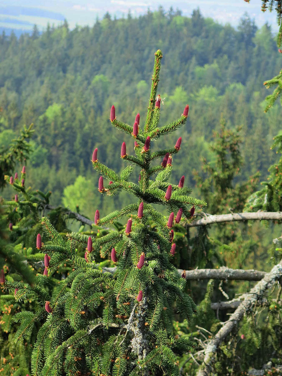 Smrk ztepilý (Picea abies (L.) Karsten)