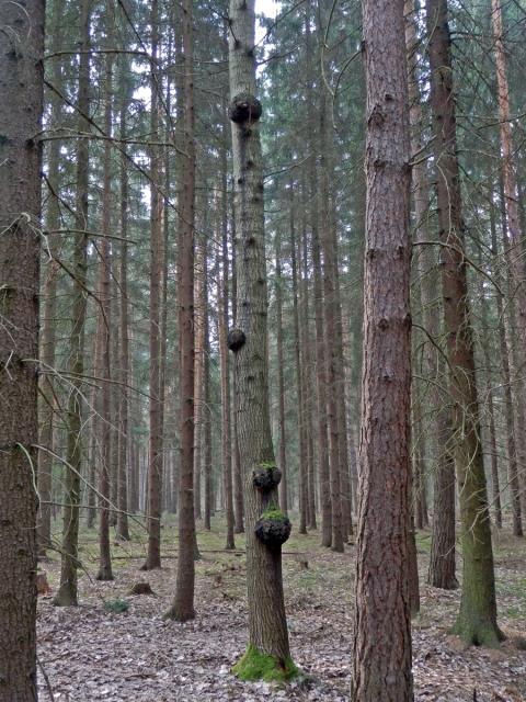 Topol osika (Populus tremula L.) s nádory na kmeni (4a)