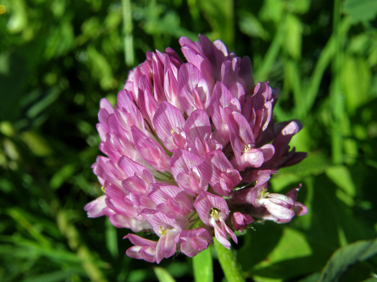 Jetel luční (Trifolium pratense L.)