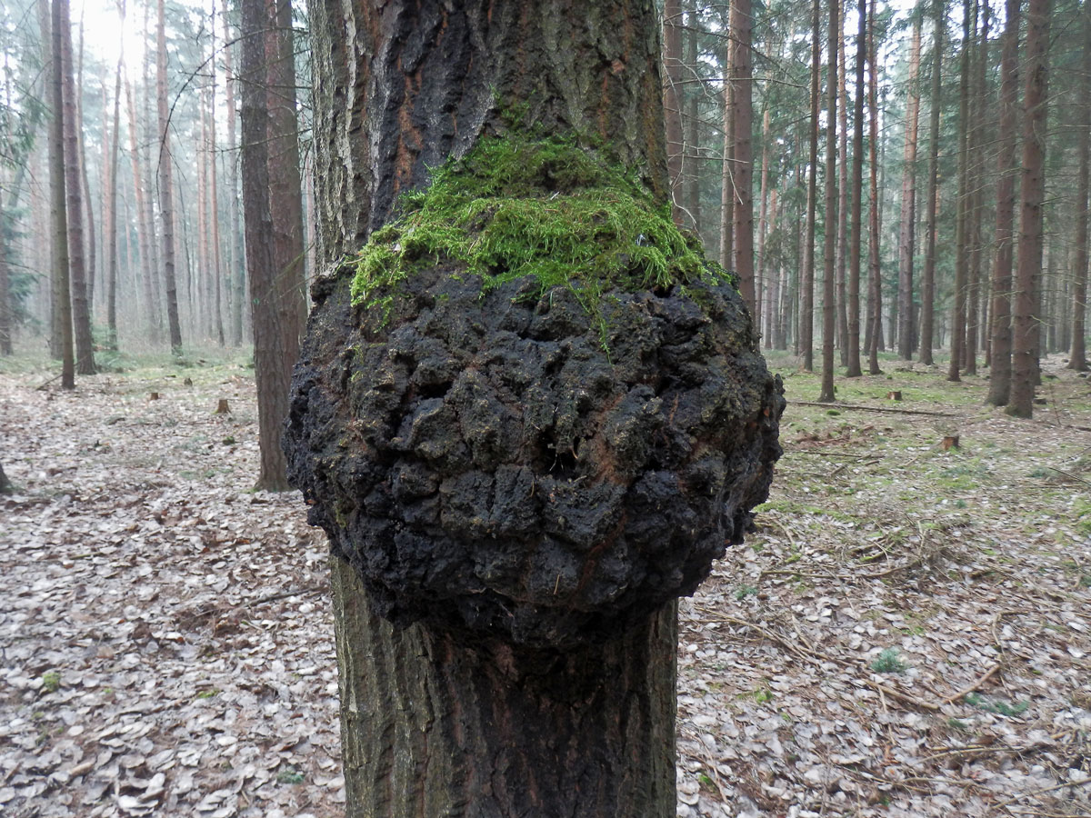 Topol osika (Populus tremula L.) s nádory na kmeni (4d)