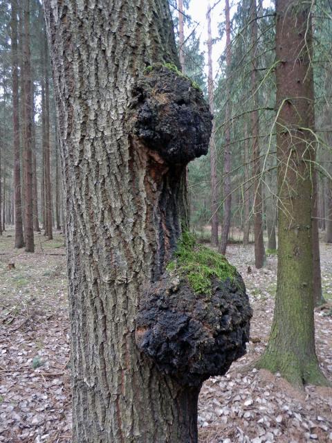 Topol osika (Populus tremula L.) s nádory na kmeni (4c)