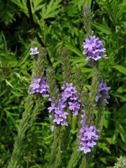 Sporýš šípovitý (Verbena hastata L.)