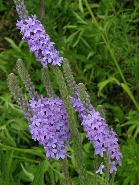 Sporýš šípovitý (Verbena hastata L.)