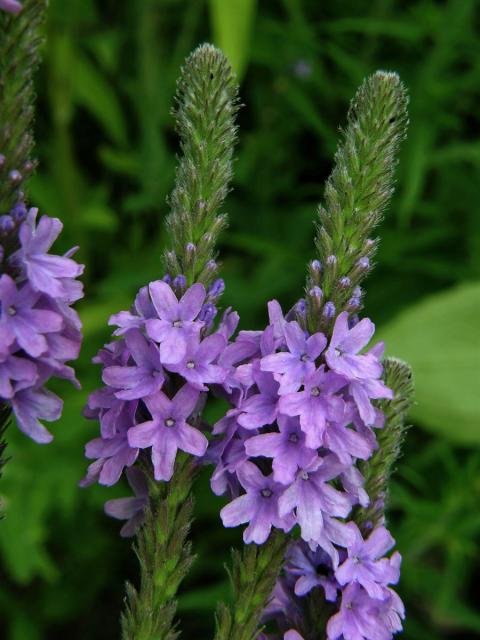 Sporýš šípovitý (Verbena hastata L.)