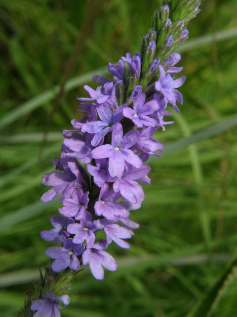 Sporýš šípovitý (Verbena hastata L.)