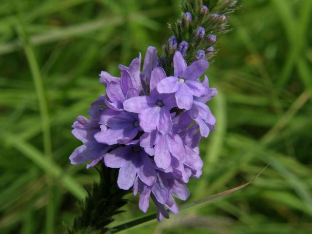 Sporýš šípovitý (Verbena hastata L.)