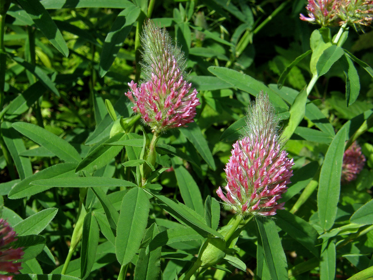 Jetel červenavý (Trifolium rubens L.)