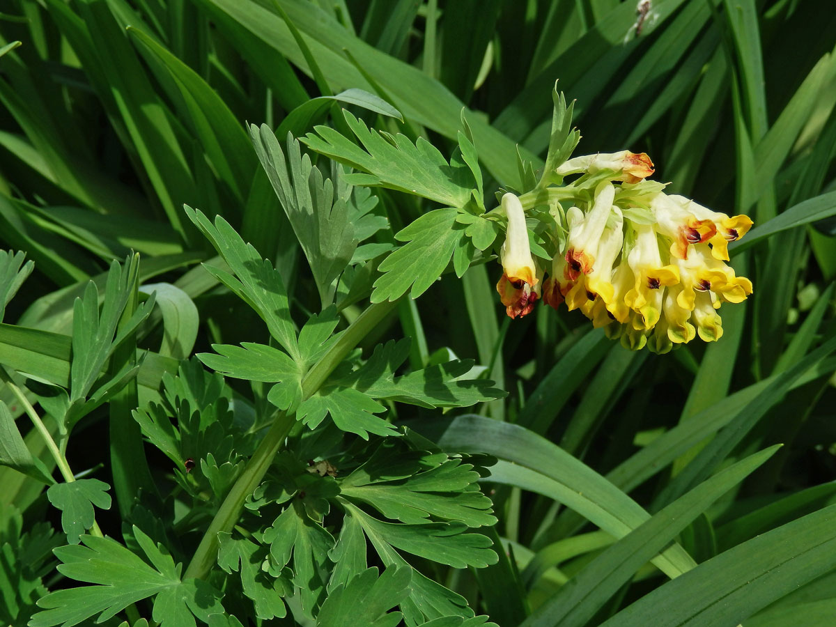 Dymnivka (Corydalis nobilis (L.) Pers.)