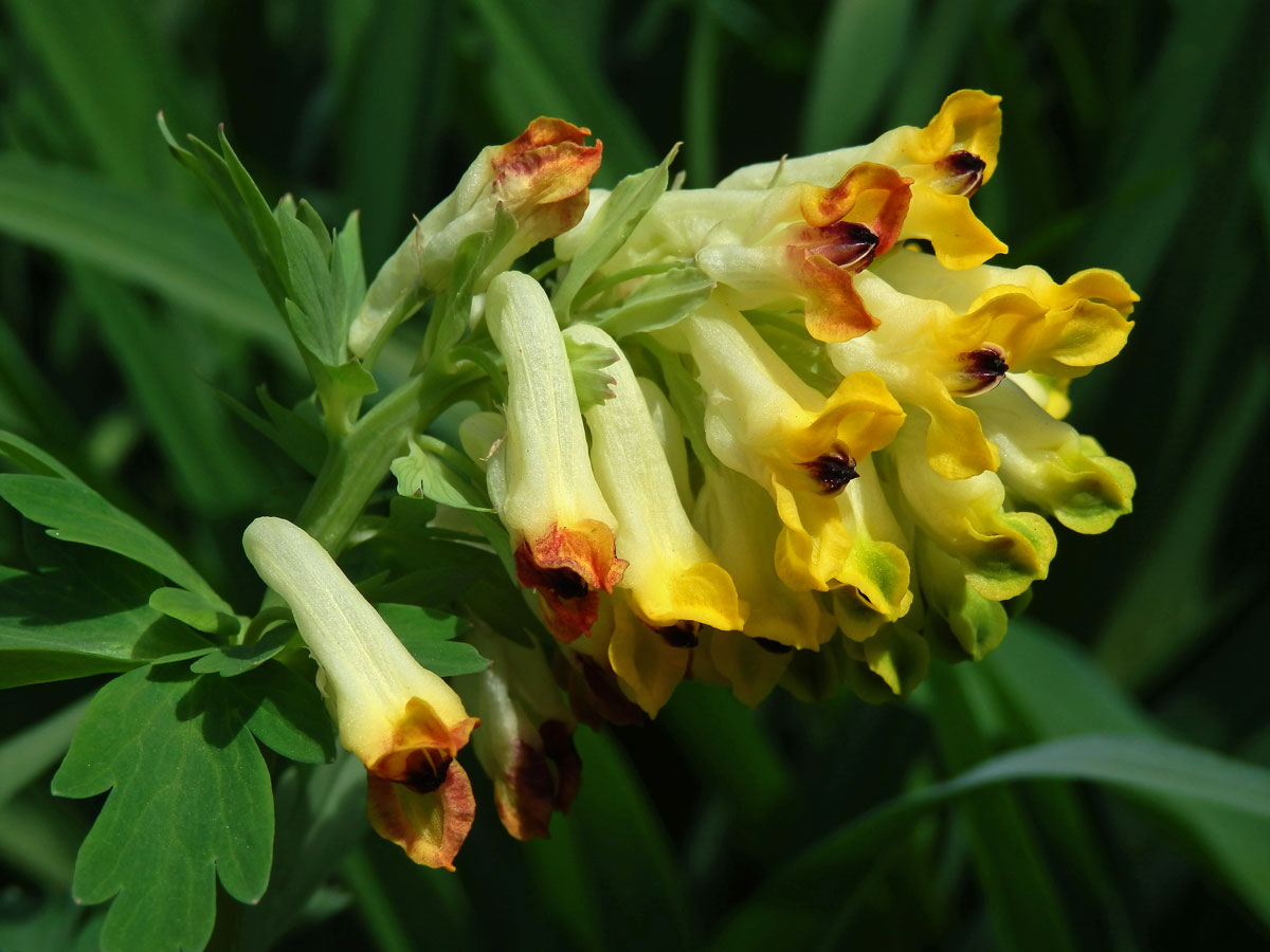 Dymnivka (Corydalis nobilis (L.) Pers.)