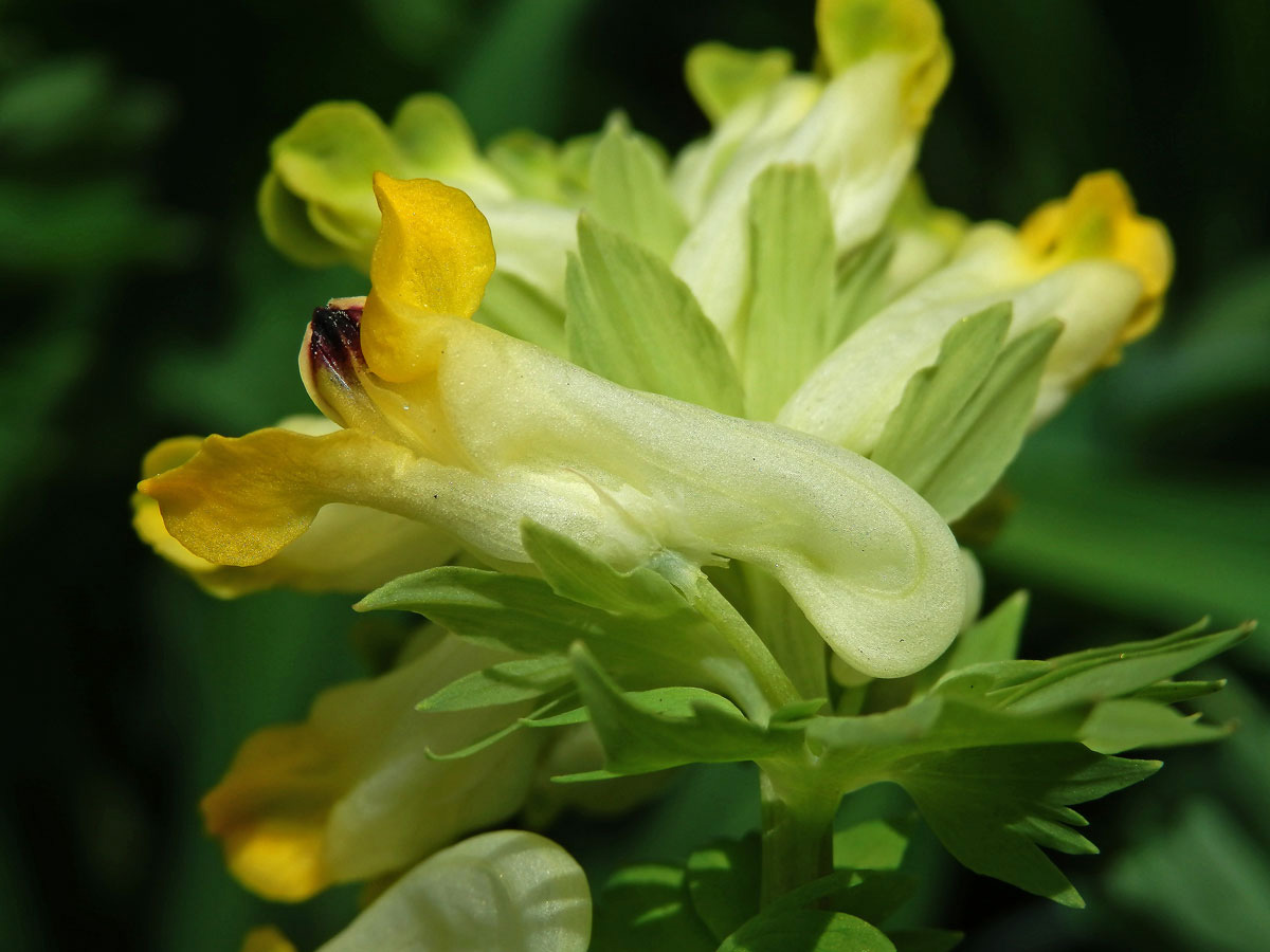 Dymnivka (Corydalis nobilis (L.) Pers.)